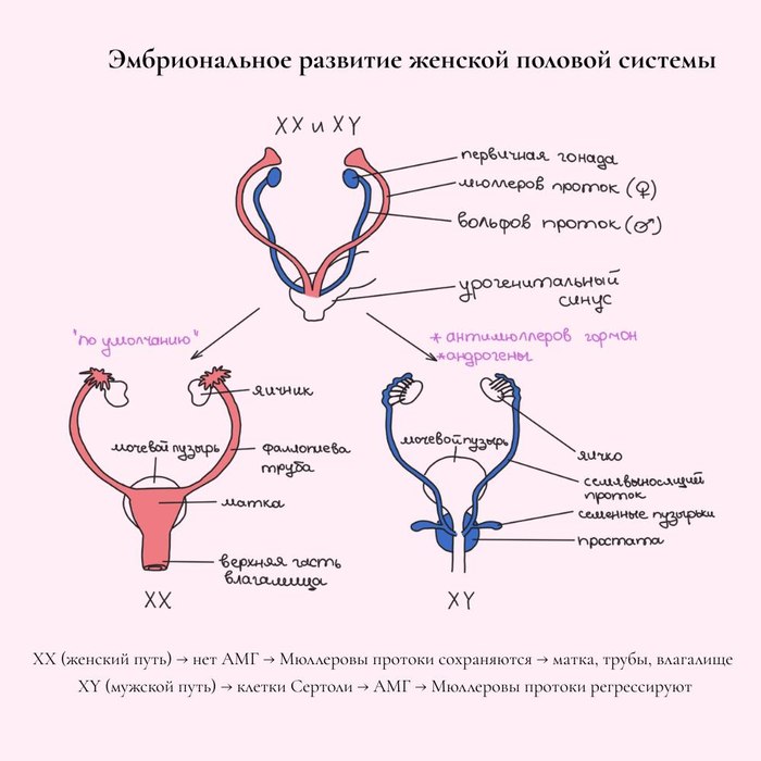 Infographic explaining embryonic development of the female reproductive system